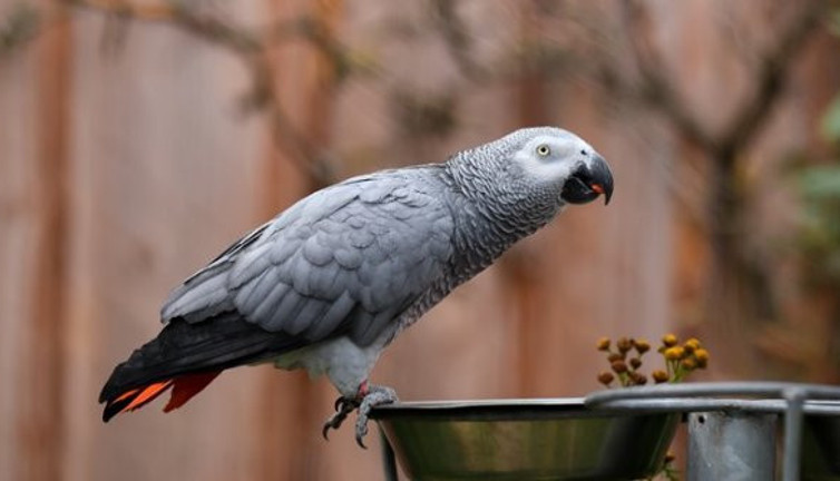 Küfürbaz papağana sürgün