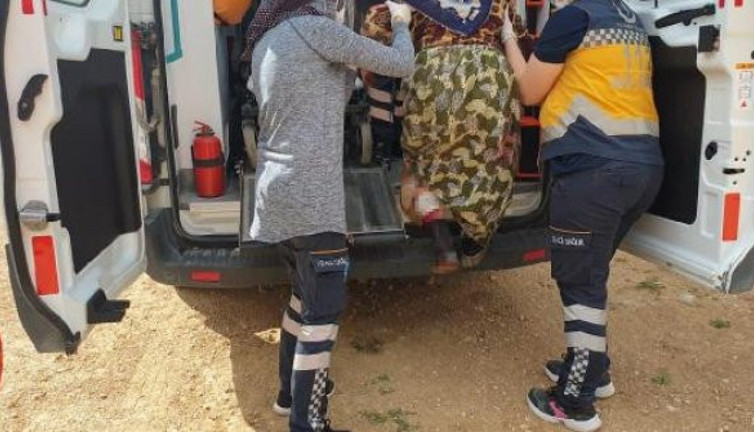 Azgın domuz çalıların arasından ok gibi fırladı. Ceviz toplayan köylü kadınlara saldırı. Çığlık sesleri kulakları sağır etti