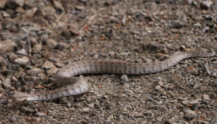 13 yaşındaki çocuk engerek yılanla kapıştı. Şanlıurfa bu olayı konuşuyor