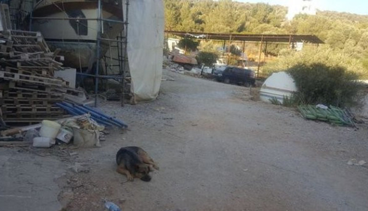 Kafatasını 'çiko' bulmuştu! İşçiler şaşkınlığını atamadı! Flaş gelişme...