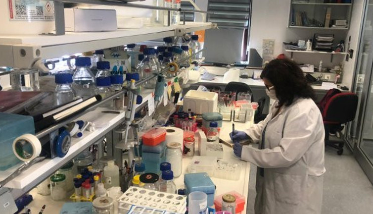 Türkiye'deki Asya Kaplan Sivrisineği belası biyolojik yöntemlerle yok edilecek. Açlığını insan kanıyla bastırıyor