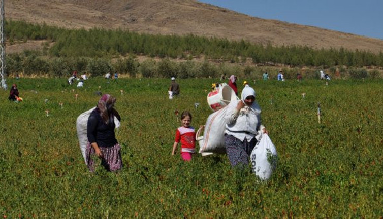 Tarlada kalan kırmızı altını bakın ne yaptı. Çiftçiden insanlık dersi