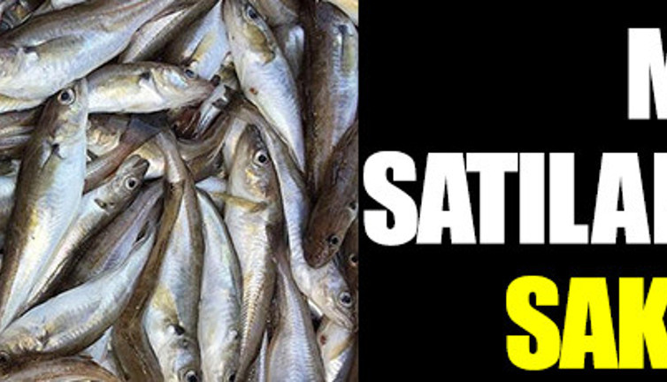 Antalya’da mezgit diye zehirli balon balığı satıldığı iddia edildi. Ölüsünü yiyen hayvanları bile zehirliyor