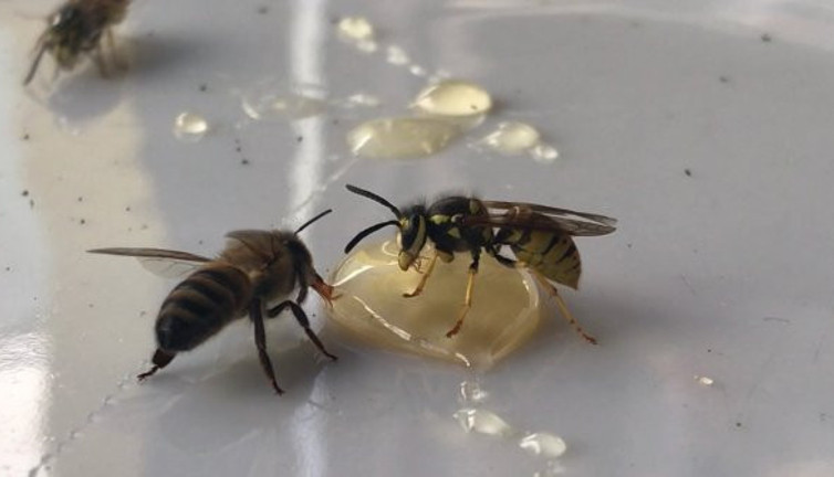 Her kaşık bal şifa değil hastalık saçıyor. Bayburt Üniversitesi'nden Doç. Dr. Özkan Bayram açıkladı