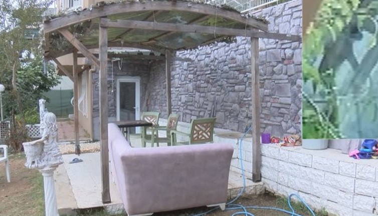 Sarıyer’de büyük vahşet. Sesleri duyan komşusu ortaya çıkardı. Sahiplendikleri köpeklere işkence yapmışlar