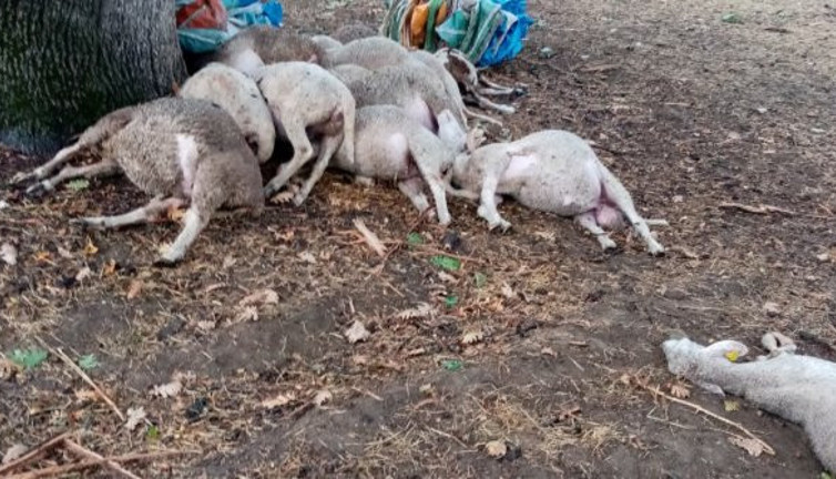 Yağmurdan kaçan koyunlar çırpına çırpına can verdi. Köylülerin ağıt sesleri ortalığı inletti