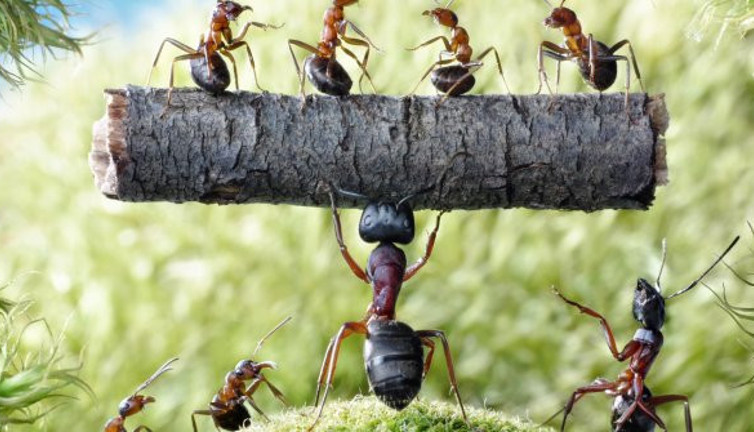 İşte karınca teorisi. Dünyadaki her şeyi açıklıyor. 100 kırmızı karınca 100 de siyah karınca alın koyun aynı kavanoza koyun. Sonucuna sizde inanamayacaksınız