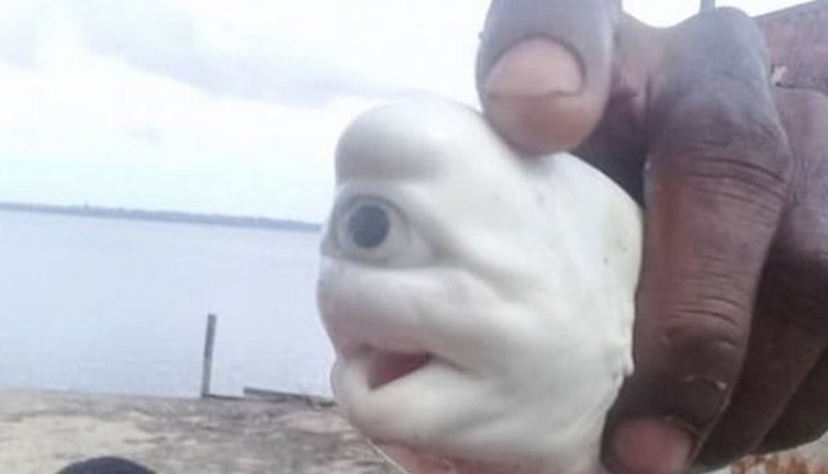 Hem süt beyaz hem tek gözlü. Endonezyalı balıkçılar şaşkına döndü
