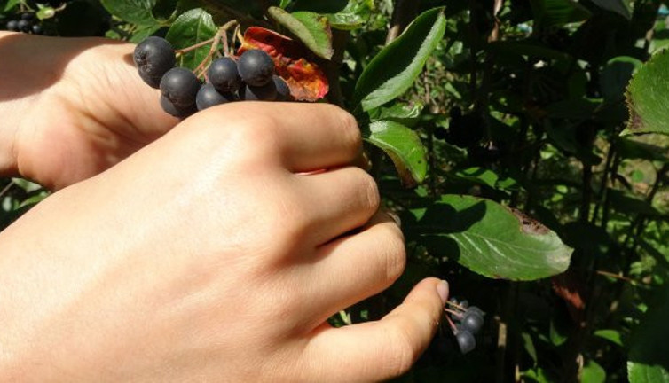 Bu meyve soğuk havaları ısıtıyor. Kuzey Amerika'dan geldi. Karadeniz'in Trabzon Şehri'nde toprakla buluştu