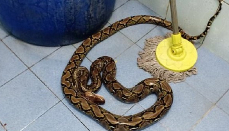 Tayland'da tuvalete giren kadın bir anda dehşeti yaşadı. Çığlık sesleri evin içinde yankılandı