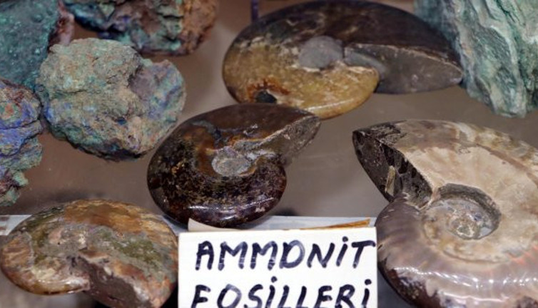 Trilobitler tam 550 milyon yıl öncesine ait. Kolye yapmak için dağ tepe dolaşırken buldu