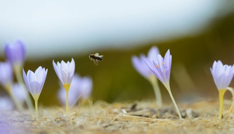 Tunceli'de çiçek açan vargitler, kışın haberini de getirdi