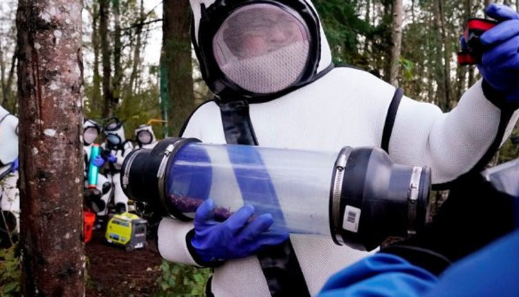 ABD'de katil eşek arılarına nefes kesen operasyon. Kanat açıklığı 7 santimetre, her yıl 50 insanı öldürüyorlar