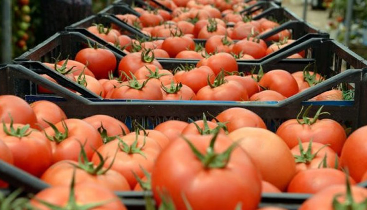 Yasak kalktı. Irak'a domates ihracatı yeniden başladı
