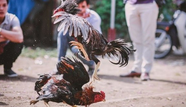 Filipinler'de horoz dövüşüne giden polisi pençe darbesi öldürdü. Akıllara durgunluk veren olay