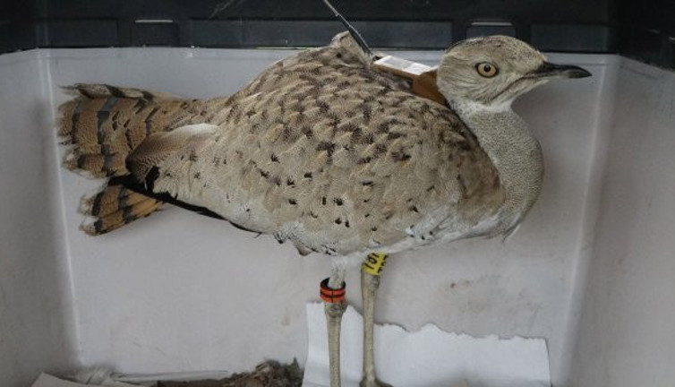Trabzon’da görenler büyülendi kaldı. Nesli tükendi diye biliniyordu
