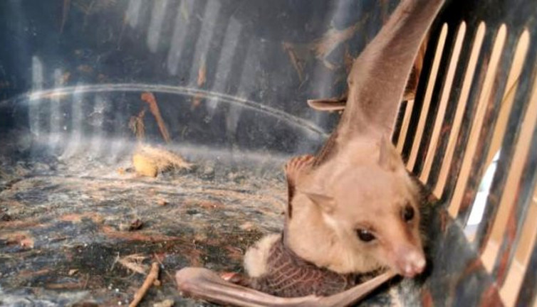 Brezilya'da yaşıyordu. Kan ile besleniyor artık Türkiye'de