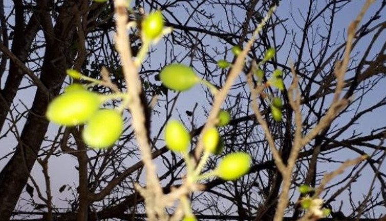 Kasım ayında hiç olmayacak şey oldu. Türkiye’de görüldü, her şey tersine mi dönüyor