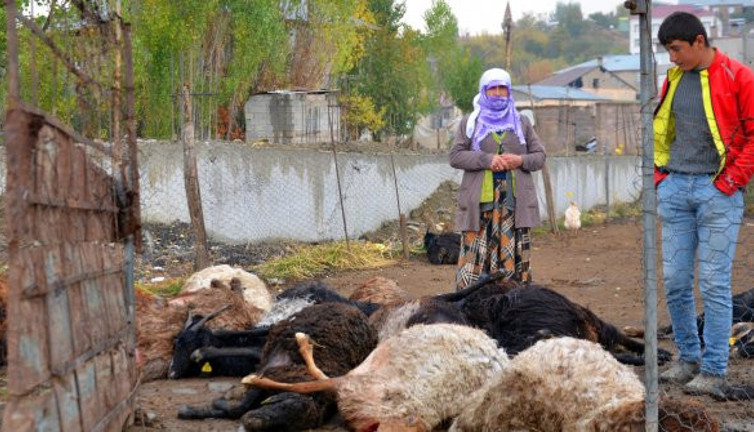 Muş'ta köylüler ölüm kederi yaptı. 25 koyun çırpına çırpına can verdi. Ağıt sesleri kulakları sağır etti
