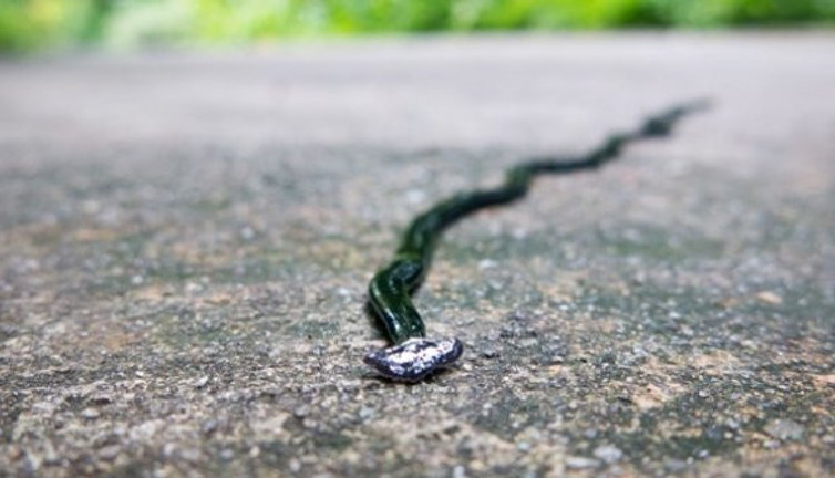 300 parçaya bölünse bile ölmüyor. Kesildiği noktadan yeni kafası çıkıyor. Bilim insanlarının nutku tutuldu