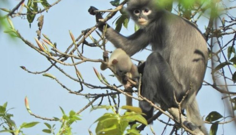 Bilim insanları yeni keşfi üzücü haberle birlikte verdi. Doğada sadece 200 tane var
