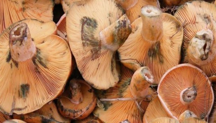 Mantarların arasında çıkan şeye inanamadı. Ormanda ayağına takıldı, ucu toprağın derinlerine iniyordu