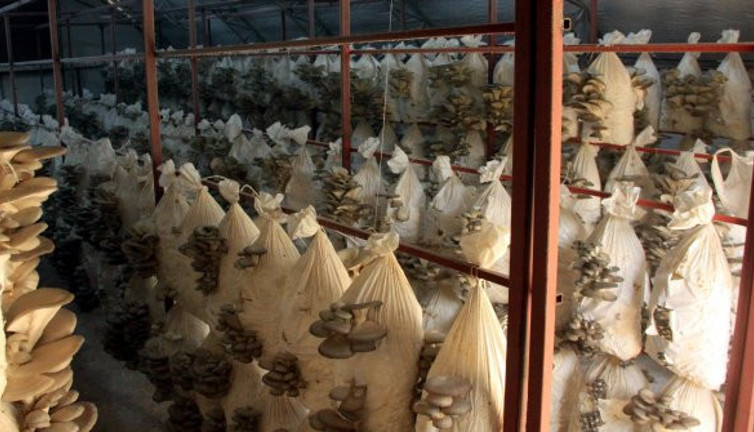 Hobi olarak yetiştirdi şimdi yılda 8 ton üretiyor. Siparişlere yetişemiyor