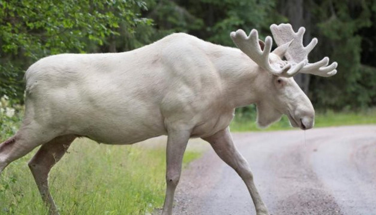 Kutsal geyiği öldürenlerin başına ödül kondu