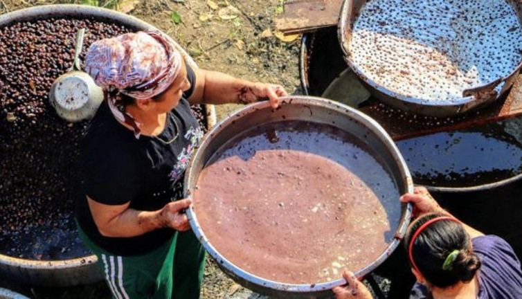 Dağda yetişiyor her derde deva oluyor. Hatay'da toplayanlar çok iyi para kazanıyor