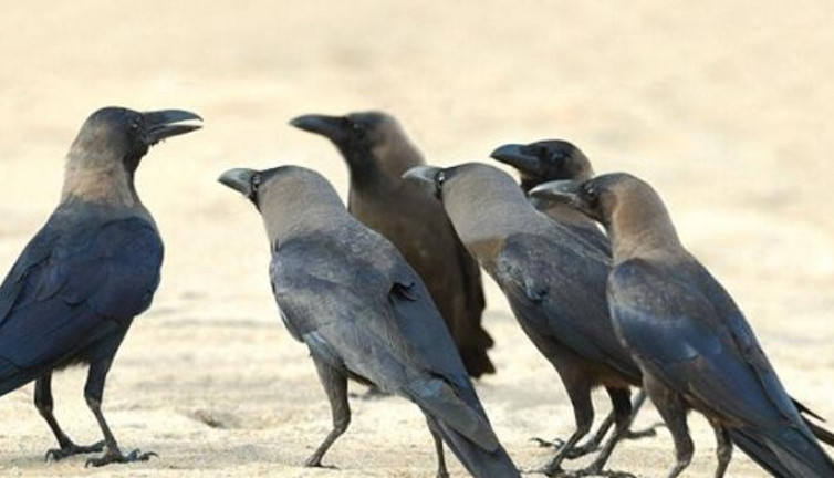 Kargalarla ilgili tüyler ürperten gerçek. Büyük sırrı bilim adamları ortaya çıkardı