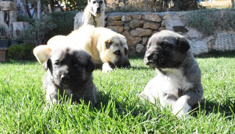 Sivas Kangallar için hayati gıda uyarısı