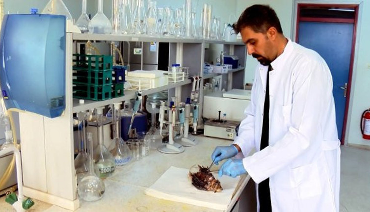 İğnesine değmek bile insanın dünyasını karartıyor. Süveyş kanalından geldi Türkiye'de kol geziyor