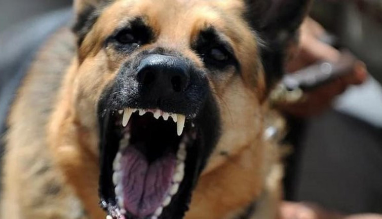 Yürüyüş yapan adamın üzerine bir anda atladılar. Sokak köpekleri dehşet saçtı