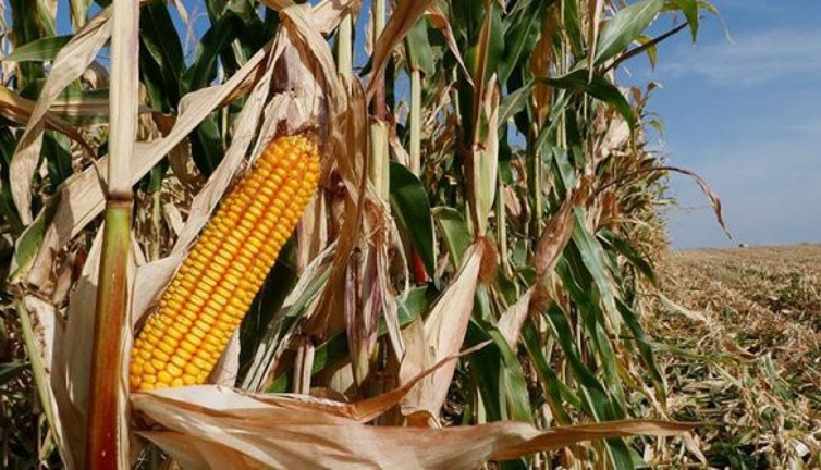 Türkiye’deki mısır üretiminde bu yıl rekor beklentisi