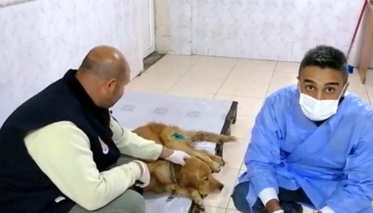 Tüfekle vurulan köpek tedaviye alındı