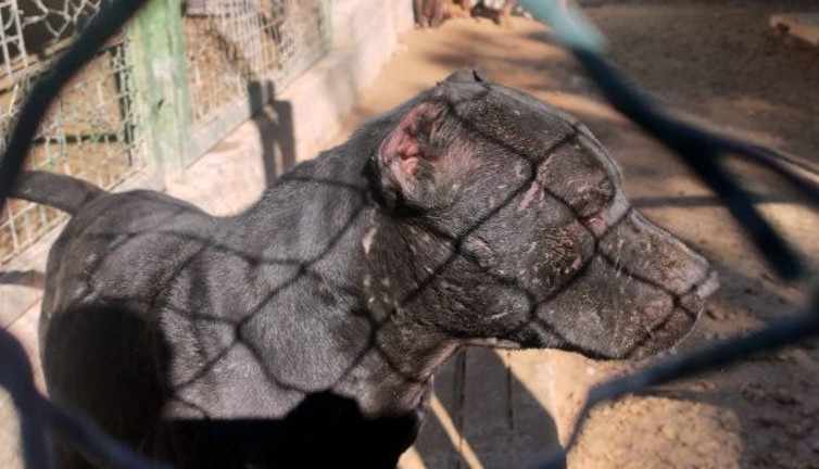 Pitbulla telefon gaspına 15 yıl hapis istendi