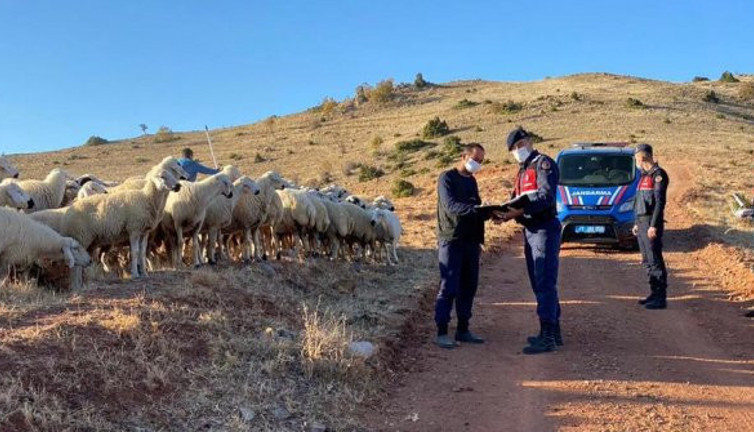 Jandarmadan koyun operasyonu