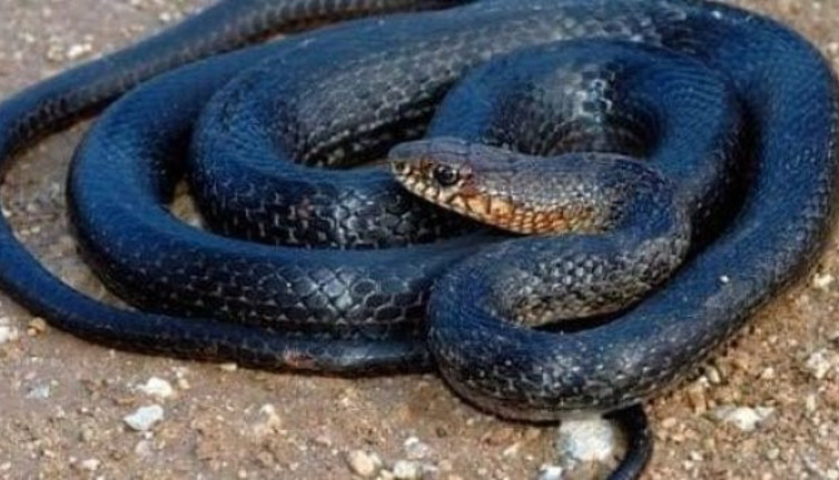 Anadolu'da yaşıyor. İnsan dostu yılan. Karayılan'ın yararları say say bitmiyor.