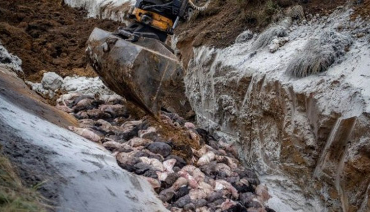 Yeraltından zombi gibi ortaya çıktılar. Yeni virüsleri taşıyorlar