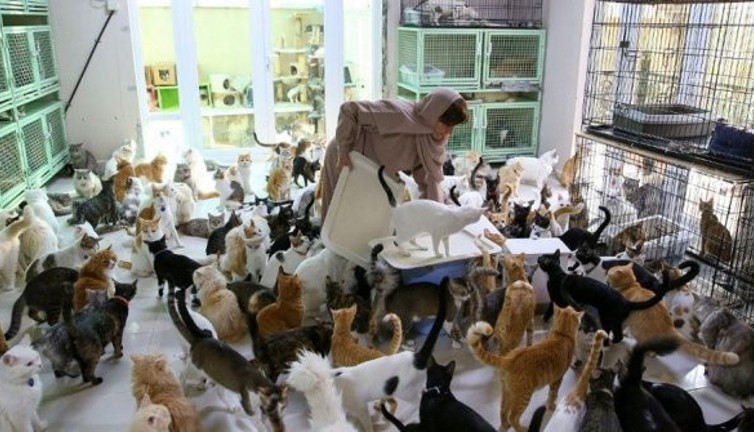 Bu kadar kedi ve köpeği kimse bir arada görmedi, tepkiler kadın memuru ev sahibi yaptı