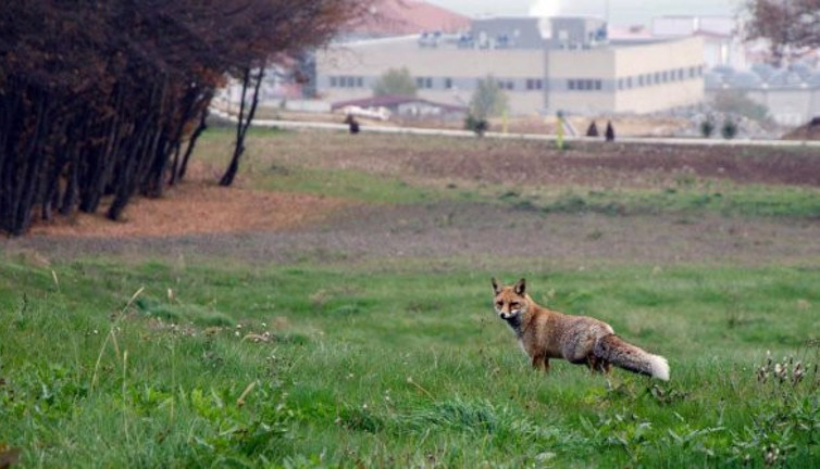 Bolu Abant Üniversitesi'nde kampüsün sahipleri değişti