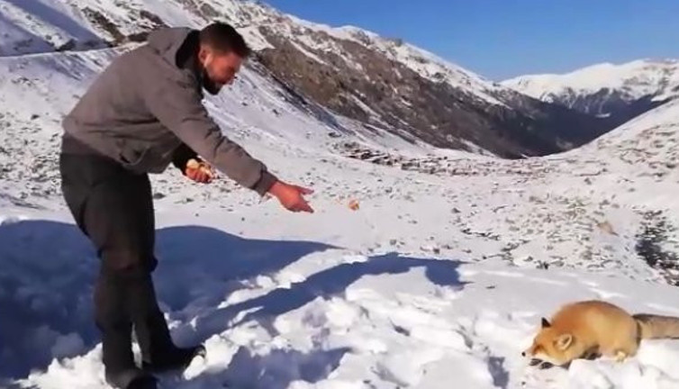 İyi insanlar aç tilkiyi sevindirdi. Rize bu olayı konuşuyor
