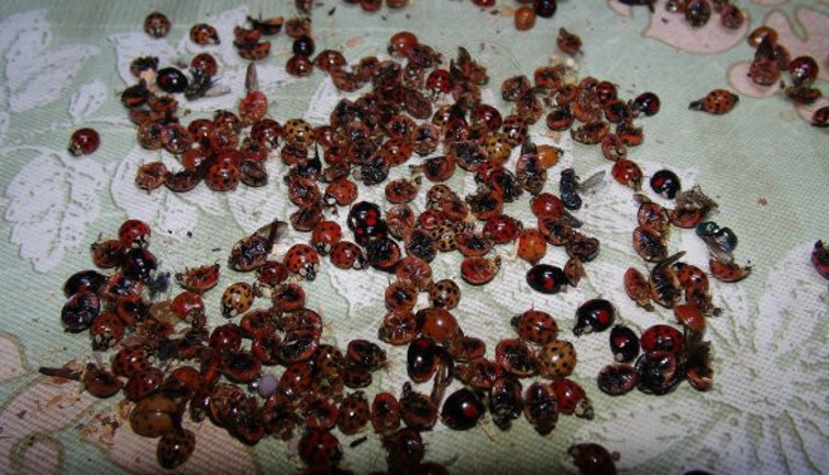 Çamlıhemşin’i istila etmişlerdi. Böceklerin sırrı ortaya çıktı