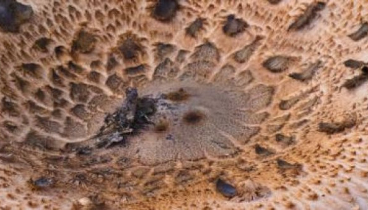 Sevilen besindeki ölümcül nokta. Türkiye'de çok seviliyor ama panzeri bile yok