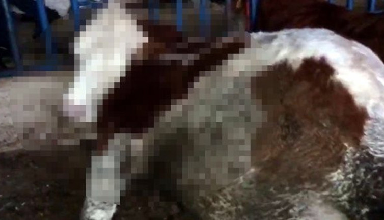 Besilhanedeki ineklerin hazin sonu. Köylü gördüğü manzaraya inanamadı, gözyaşları sel olup aktı