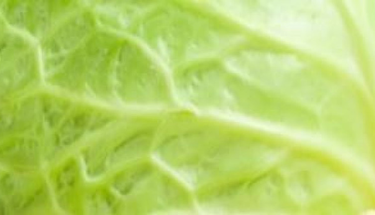 Bağırsakları fabrika gibi çalıştırıyor. Yararlı bakterileri çoğaltıyor