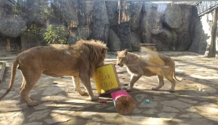 Beyaz aslana doğum günü sürprizi