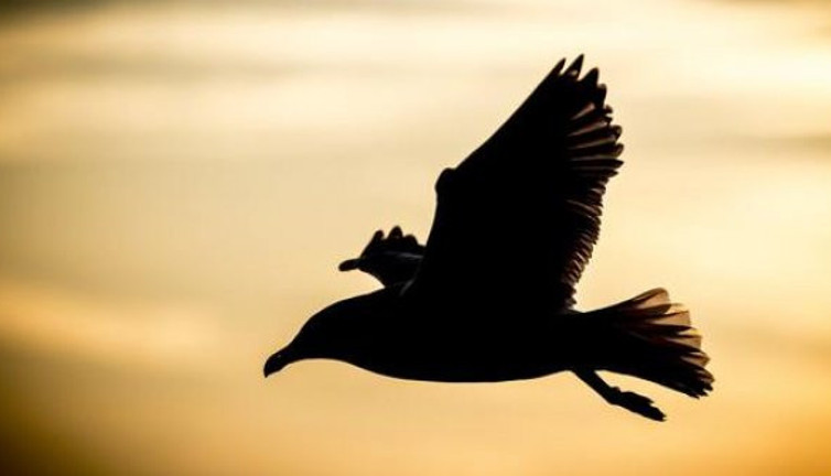 Danimarka'da bir ay arayla ikinci salgın