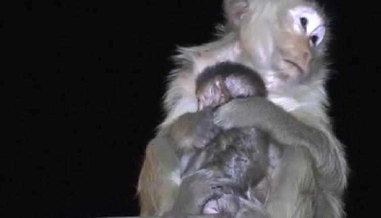 Maymunlar caddeleri işgal etti