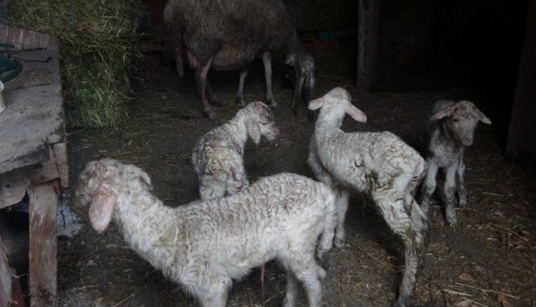Çanakkale'de tek seferde 5 kuzu doğuran koyun ve kuzuları ilgi odağı oldu